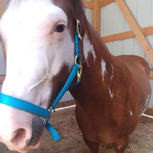 Meet your Posher, Madison